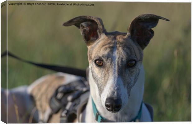 Striking sunset portrait of pet greyhound, face ha Canvas Print by Rhys Leonard