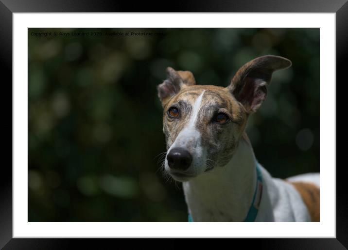 Deep in thought, a sunlit pet greyhound looks away into copy space Framed Mounted Print by Rhys Leonard