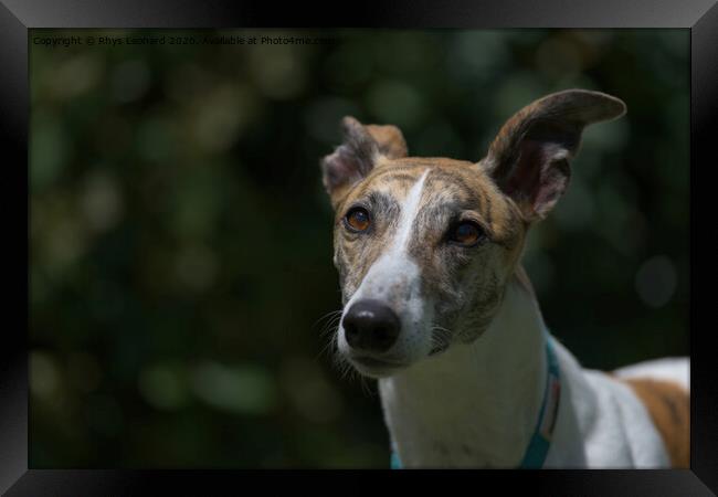 Deep in thought, a sunlit pet greyhound looks away into copy space Framed Print by Rhys Leonard