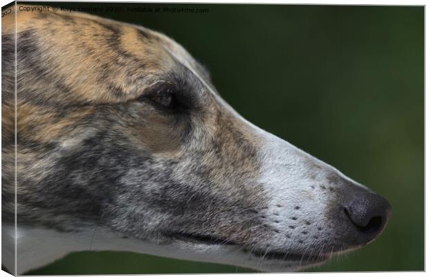 Super close up side profile of greyhounds face and head. Canvas Print by Rhys Leonard