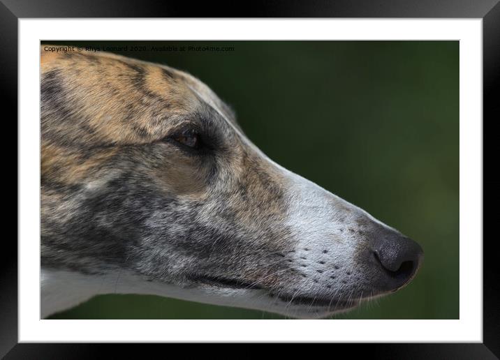 Super close up side profile of greyhounds face and head. Framed Mounted Print by Rhys Leonard