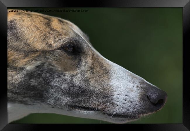 Super close up side profile of greyhounds face and head. Framed Print by Rhys Leonard