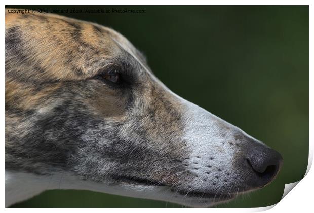 Super close up side profile of greyhounds face and head. Print by Rhys Leonard