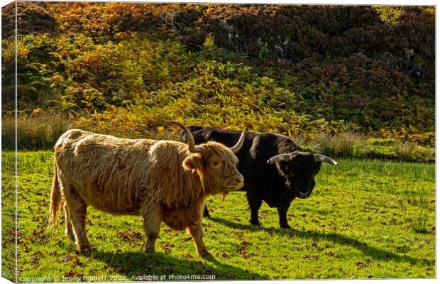 Two Highland Cattle Canvas Print by Jenny Hibbert