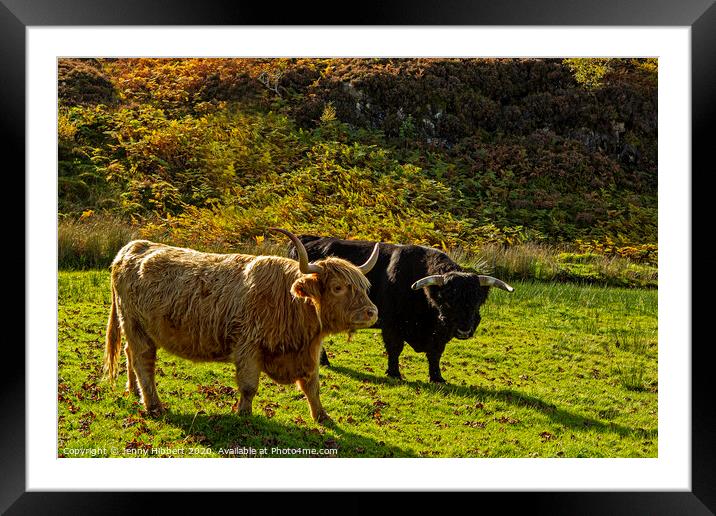 Two Highland Cattle Framed Mounted Print by Jenny Hibbert