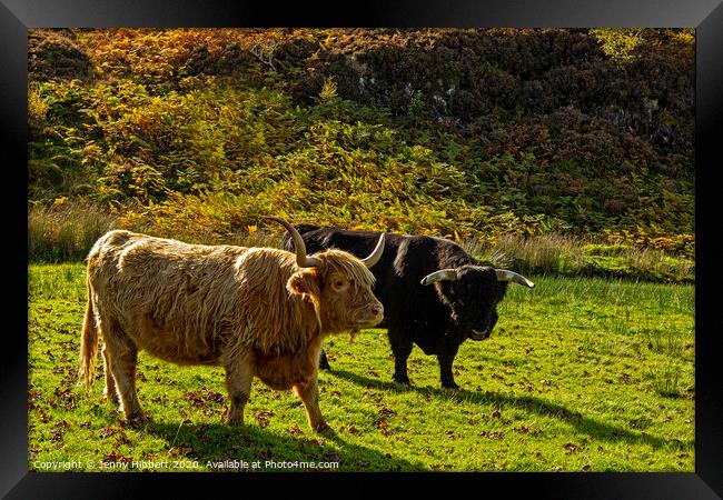 Two Highland Cattle Framed Print by Jenny Hibbert