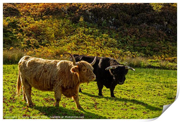 Two Highland Cattle Print by Jenny Hibbert