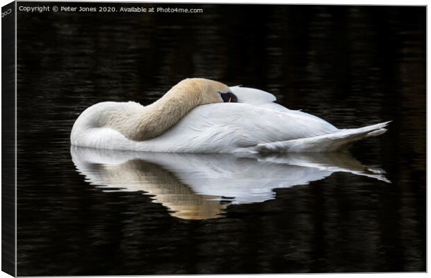 Mute Swan resting Canvas Print by Peter Jones