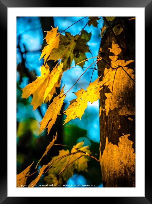 Autumn leafs Framed Mounted Print by Ingo Menhard