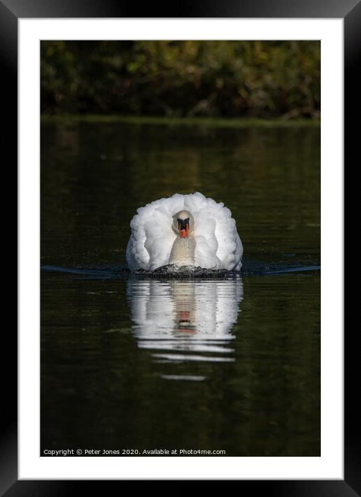 Aggressive mute swan. Framed Mounted Print by Peter Jones