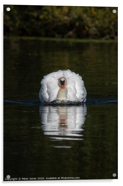 Aggressive mute swan. Acrylic by Peter Jones