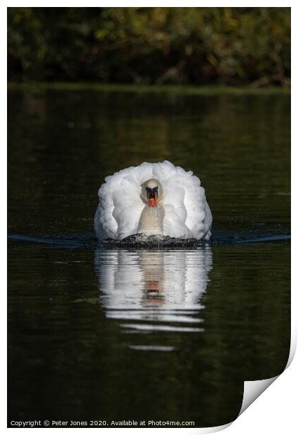 Aggressive mute swan. Print by Peter Jones