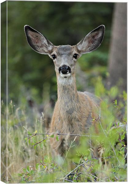Who you looking at? Canvas Print by Chris Owen