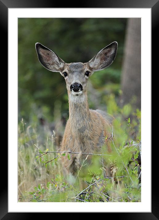 Who you looking at? Framed Mounted Print by Chris Owen