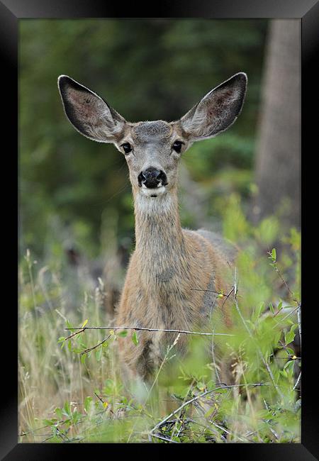 Who you looking at? Framed Print by Chris Owen
