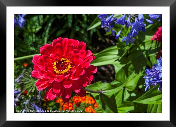 Zinnia Flower Framed Mounted Print by Chris Dorney