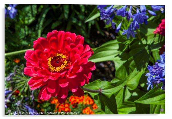 Zinnia Flower Acrylic by Chris Dorney