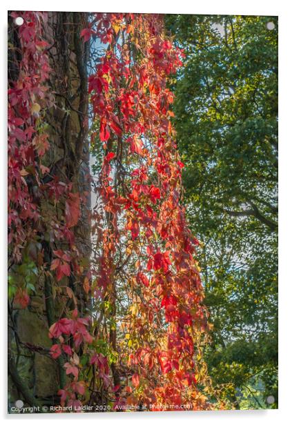 Backlit Virginia Creeper Acrylic by Richard Laidler