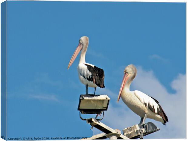 pelicans on mast Canvas Print by chris hyde