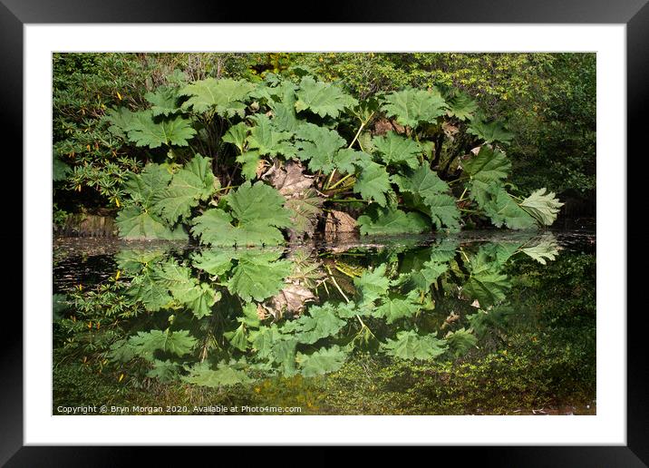Clyne gardens Japanese garden, Gunners reflections  Framed Mounted Print by Bryn Morgan
