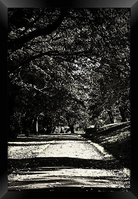Through the Park Framed Print by richard downes