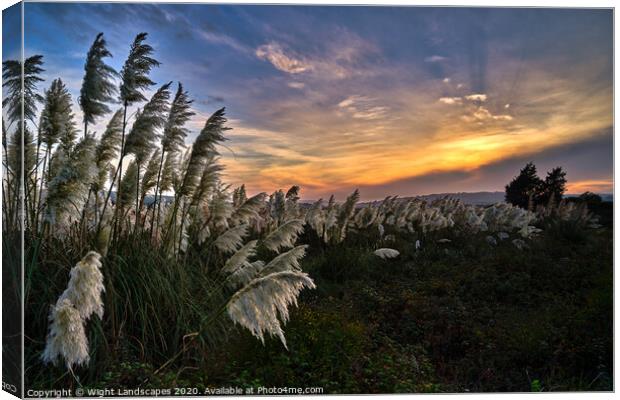 Pampas Grass sunset Canvas Print by Wight Landscapes
