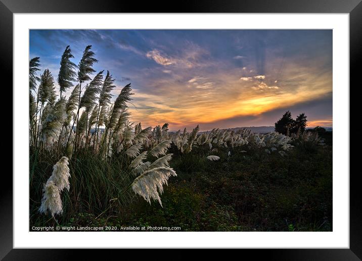 Pampas Grass sunset Framed Mounted Print by Wight Landscapes