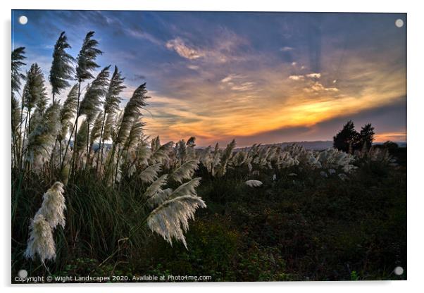 Pampas Grass sunset Acrylic by Wight Landscapes