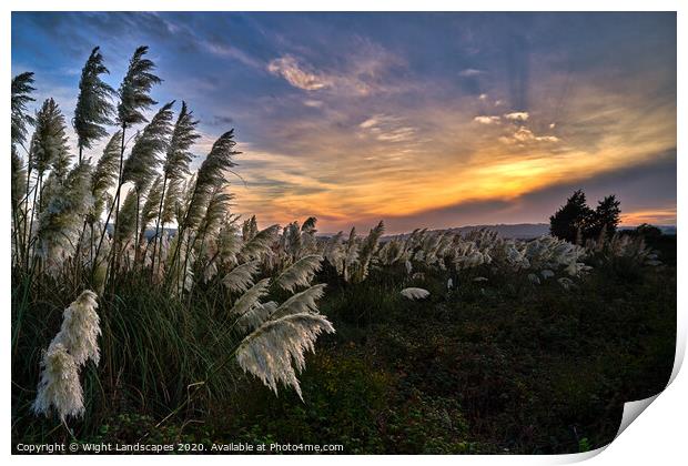 Pampas Grass sunset Print by Wight Landscapes