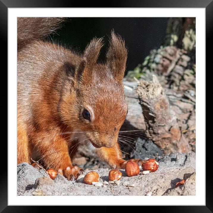 Little Red Squirrel Framed Mounted Print by Marcia Reay