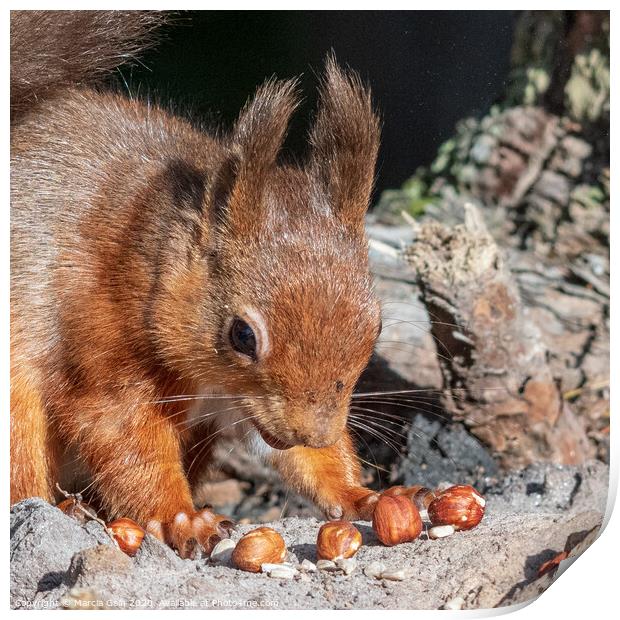 Little Red Squirrel Print by Marcia Reay