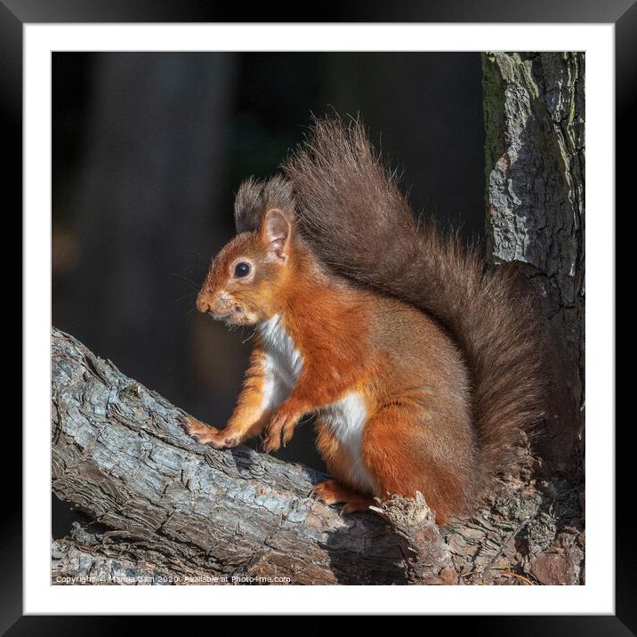 Red squirrel pose Framed Mounted Print by Marcia Reay