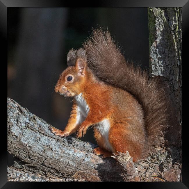 Red squirrel pose Framed Print by Marcia Reay