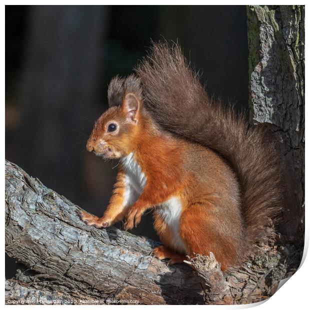 Red squirrel pose Print by Marcia Reay