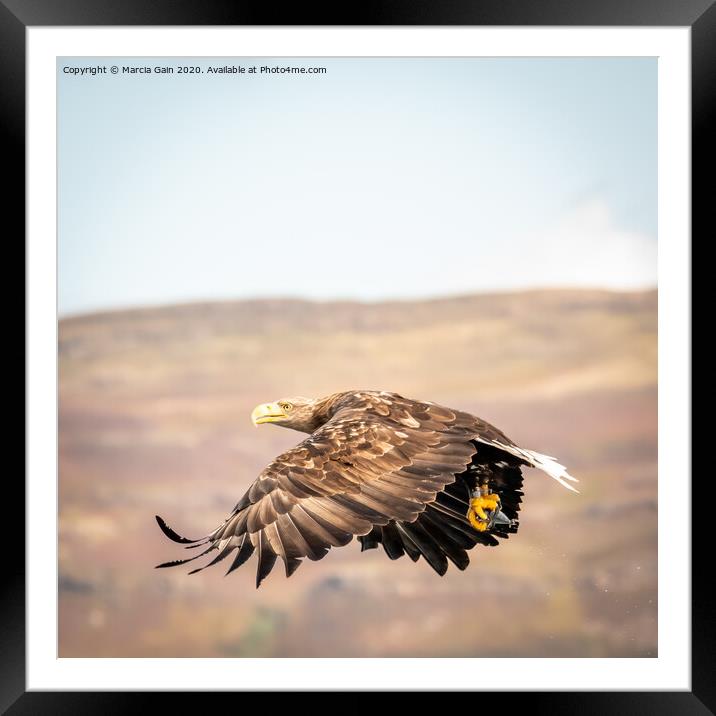 White tailed sea eagle Framed Mounted Print by Marcia Reay