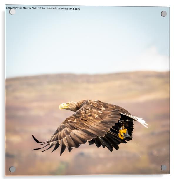 White tailed sea eagle Acrylic by Marcia Reay