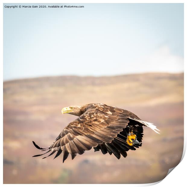White tailed sea eagle Print by Marcia Reay