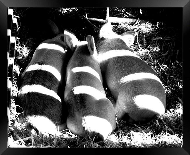 3 little pigs Framed Print by rachael hardie