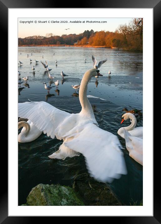 Swans at Groby Pool Framed Mounted Print by Stuart C Clarke