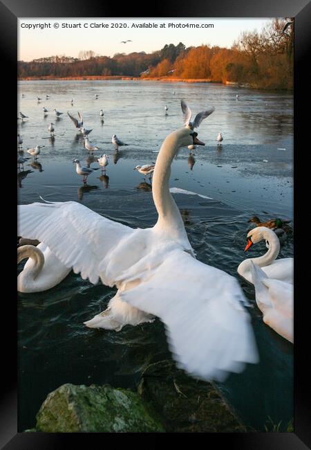 Swans at Groby Pool Framed Print by Stuart C Clarke
