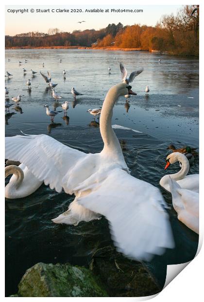 Swans at Groby Pool Print by Stuart C Clarke