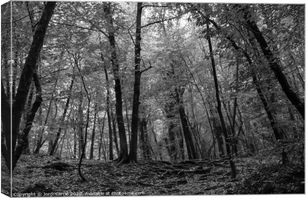 Beech forest in midsummer - Black and white Canvas Print by Jordi Carrio