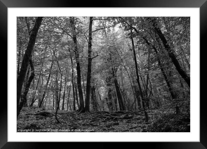 Beech forest in midsummer - Black and white Framed Mounted Print by Jordi Carrio