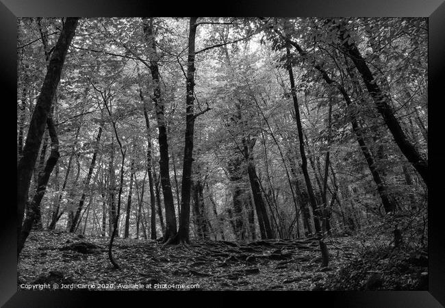 Beech forest in midsummer - Black and white Framed Print by Jordi Carrio