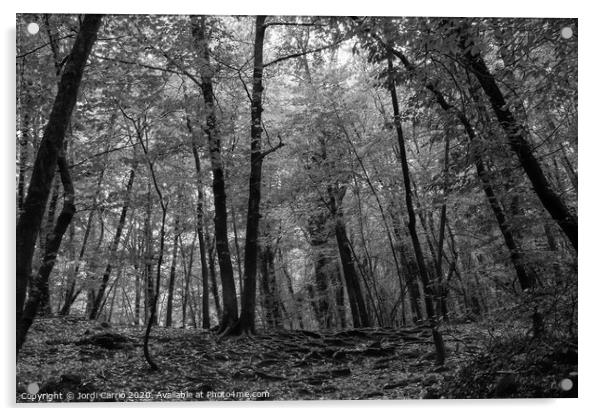 Beech forest in midsummer - Black and white Acrylic by Jordi Carrio