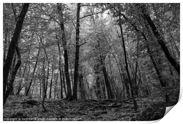 Beech forest in midsummer - Black and white Print by Jordi Carrio