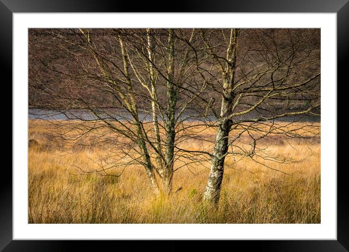 Silver Birch tree in an autumn landscape Framed Mounted Print by Andrew Kearton