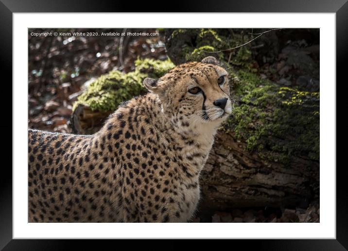 Cheetah has spotted something Framed Mounted Print by Kevin White