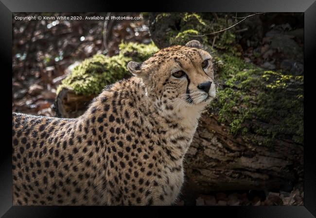 Cheetah has spotted something Framed Print by Kevin White