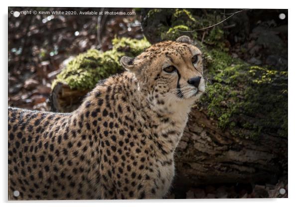 Cheetah has spotted something Acrylic by Kevin White
